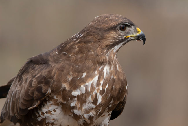 Busardo ratonero (Buteo buteo) Javier Valls Cordillera Cantábrica, León, España marzo 2019