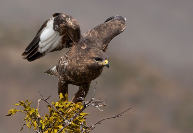 Busardo ratonero (Buteo buteo) Javier Valls Cordillera Cantábrica, León, España marzo 2019