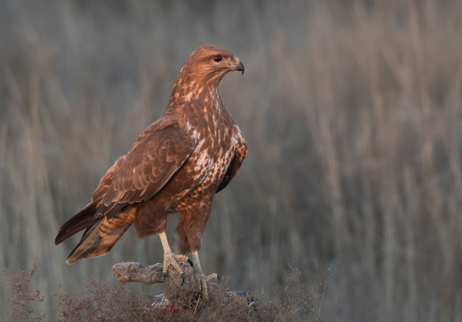 Busardo ratonero (Buteo buteo) Javier Valls Laguna de Taray, Toledo, España dic 2020