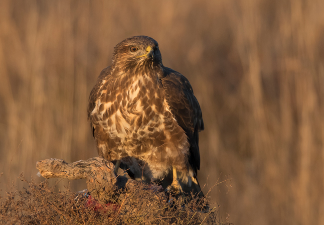 Busardo ratonero (Buteo buteo) Javier Valls Laguna de Taray, Toledo, España dic 2020