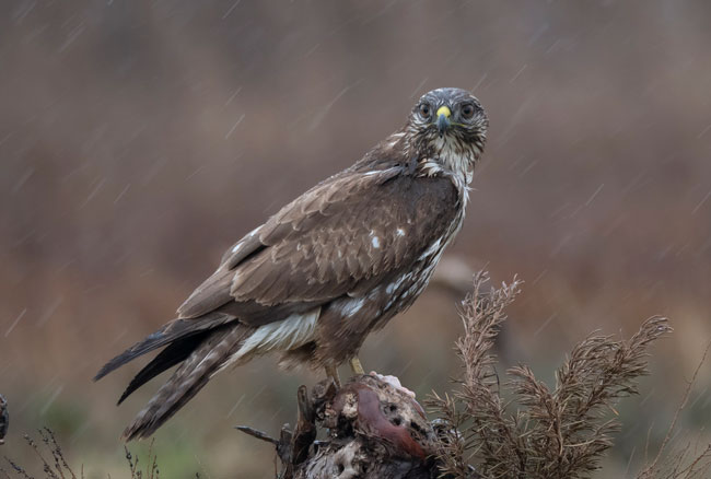 Busardo ratonero (Buteo buteo) Javier Valls Laguna del Taray, Toledo, España nov 2019