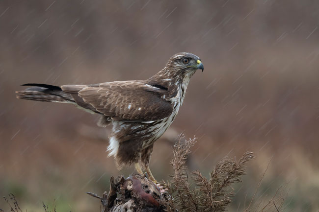 Busardo ratonero (Buteo buteo) Javier Valls Laguna del Taray, Toledo, España nov 2019