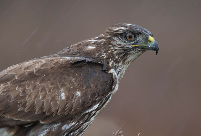 Busardo ratonero (Buteo buteo) Javier Valls Laguna del Taray, Toledo, España nov 2019