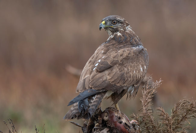 Busardo ratonero (Buteo buteo) Javier Valls Laguna del Taray, Toledo, España nov 2019
