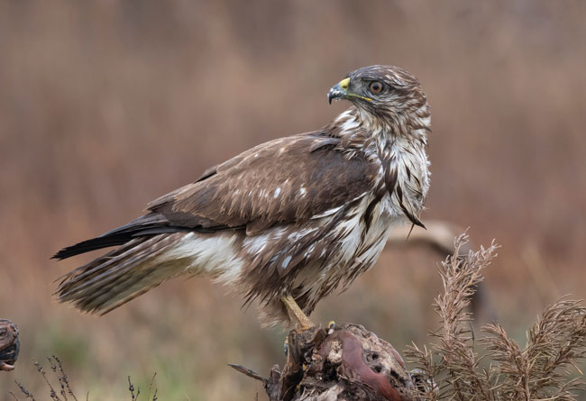 Busardo ratonero (Buteo buteo) Javier Valls Laguna del Taray, Toledo, España nov 2019