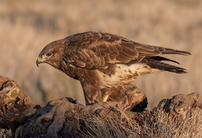 Busardo ratonero (Buteo buteo) Javier Valls Laguna del Taray, Toledo, España nov 2019