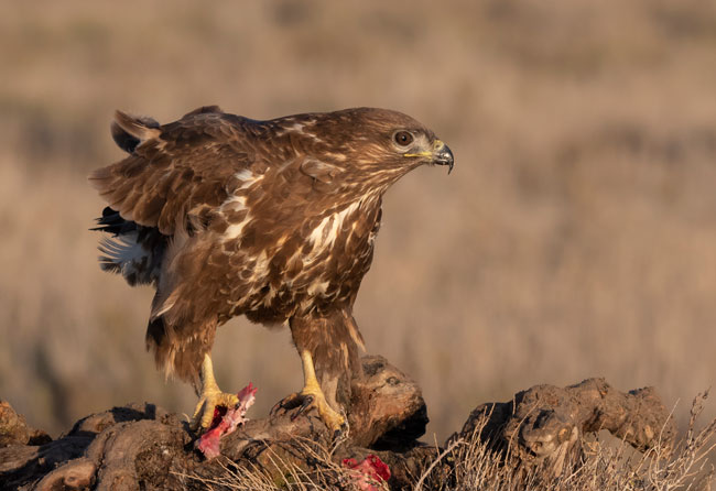 Busardo ratonero (Buteo buteo) Javier Valls Laguna del Taray, Toledo, España nov 2019
