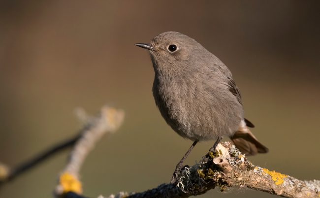 Colirrojo tizón (Phoenicurus ochruros) Javier Valls Cordillera Cantábrica, León, España mar 2021