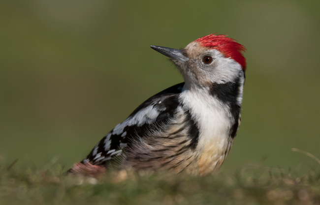 Pico mediano (Leiopicus medius) Javier Valls Cordillera Cantábrica, León, España mar 2021