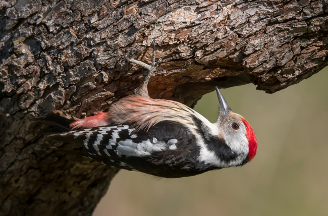 Pico mediano (Leiopicus medius) Javier Valls Cordillera Cantábrica, León, España mar 2021
