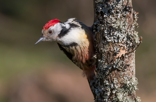 Pico mediano (Leiopicus medius) Javier Valls Cordillera Cantábrica, León, España mar 2021