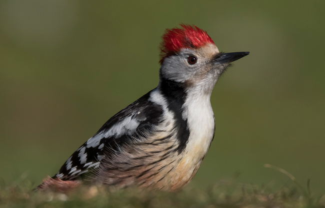 Pico mediano (Leiopicus medius) Javier Valls Cordillera Cantábrica, León, España mar 2021