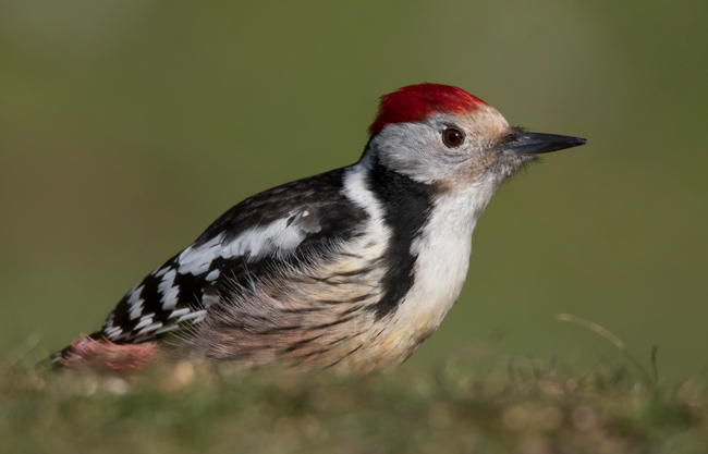 Pico mediano (Leiopicus medius) Javier Valls Cordillera Cantábrica, León, España mar 2021