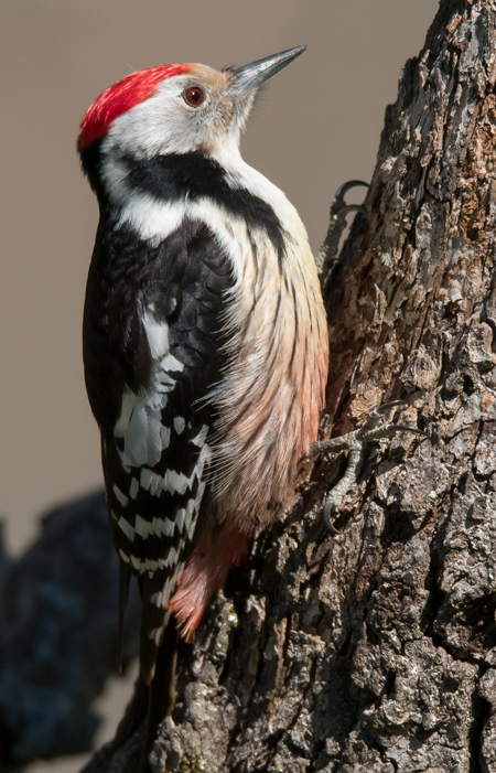 Pico mediano (Leiopicus medius) Javier Valls Cordillera Cantábrica, León, España mar 2021