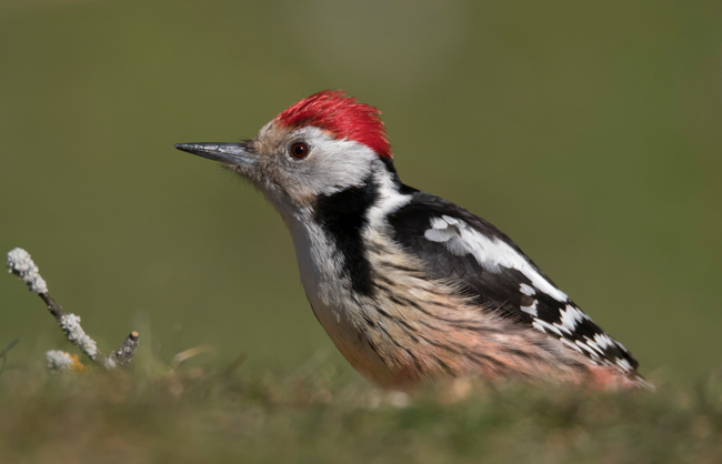 Pico mediano (Leiopicus medius) Javier Valls Cordillera Cantábrica, León, España mar 2021