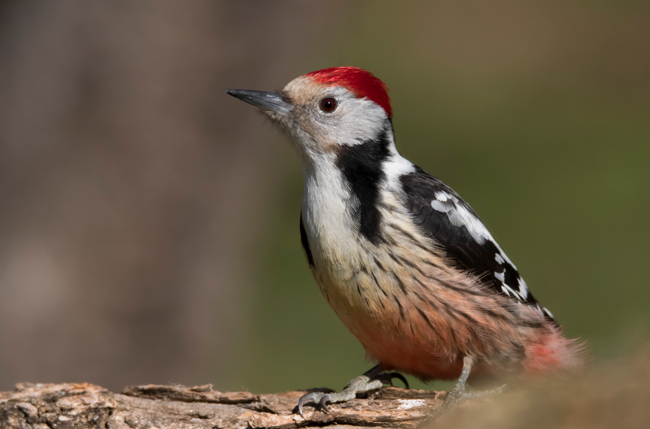 Pico mediano (Leiopicus medius) Javier Valls Cordillera Cantábrica, León, España mar 2021