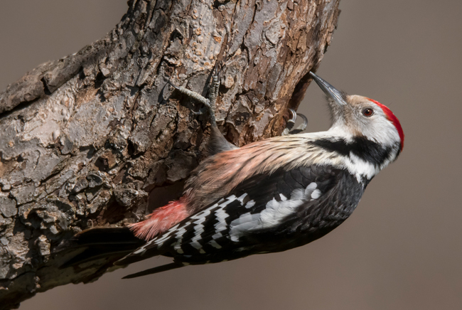 Pico mediano (Leiopicus medius) Javier Valls Cordillera Cantábrica, León, España mar 2021