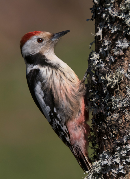 Pico mediano (Leiopicus medius) Javier Valls Cordillera Cantábrica, León, España mar 2021