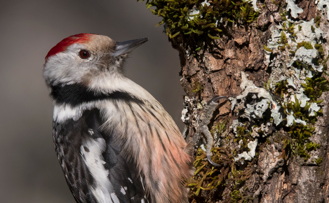 Pico mediano (Leiopicus medius) Javier Valls Cordillera Cantábrica, León, España ene 2022