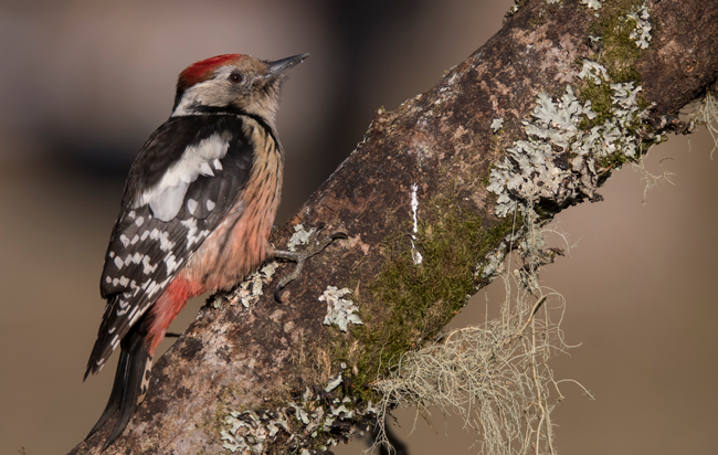 Pico mediano (Leiopicus medius) Javier Valls Cordillera Cantábrica, León, España ene 2022