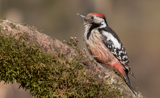 Pico mediano (Leiopicus medius) Javier Valls Cordillera Cantábrica, León, España ene 2022
