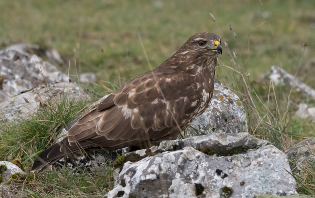 Busardo ratonero (Buteo buteo) Javier Valls Cordillera Cantábrica, León, España dic 2022