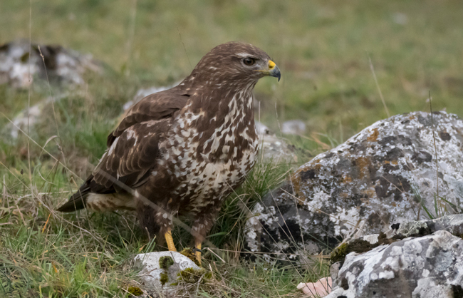 Busardo ratonero (Buteo buteo) Javier Valls Cordillera Cantábrica, León, España dic 2022