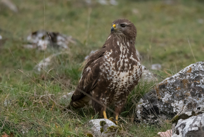 Busardo ratonero (Buteo buteo) Javier Valls Cordillera Cantábrica, León, España dic 2022