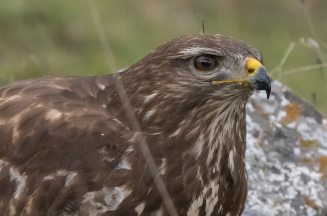 Busardo ratonero (Buteo buteo) Javier Valls Cordillera Cantábrica, León, España dic 2022