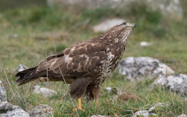 Busardo ratonero (Buteo buteo) Javier Valls Cordillera Cantábrica, León, España dic 2022