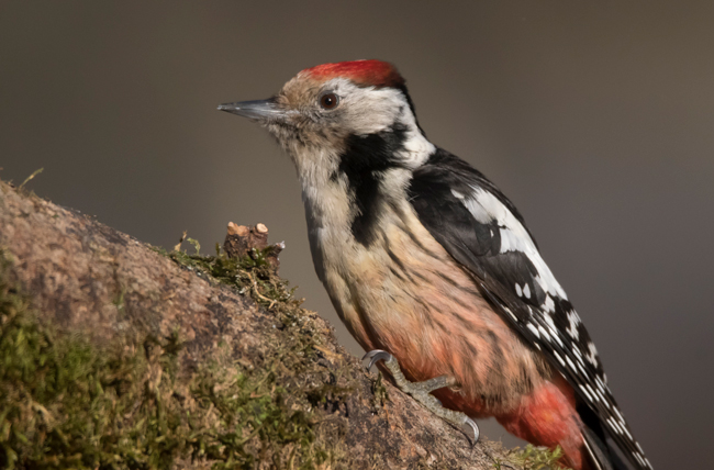 Pico mediano (Leiopicus medius) Javier Valls Cordillera Cantábrica, León, España enero 2022
