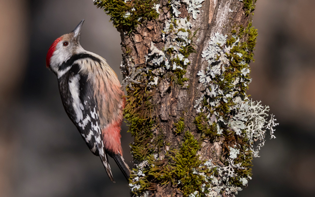 Pico mediano (Leiopicus medius) Javier Valls Cordillera Cantábrica, León, España ene 2022