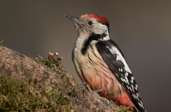 Pico mediano (Leiocopus medius) Javier Valls Cordillera Cantábrica, León, España ene 2022