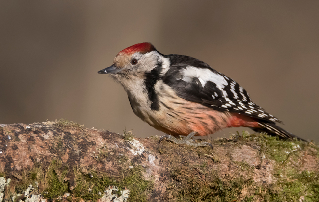 Pico mediano (Leiocopus medius) Javier Valls Cordillera Cantábrica, León, España ene 2022
