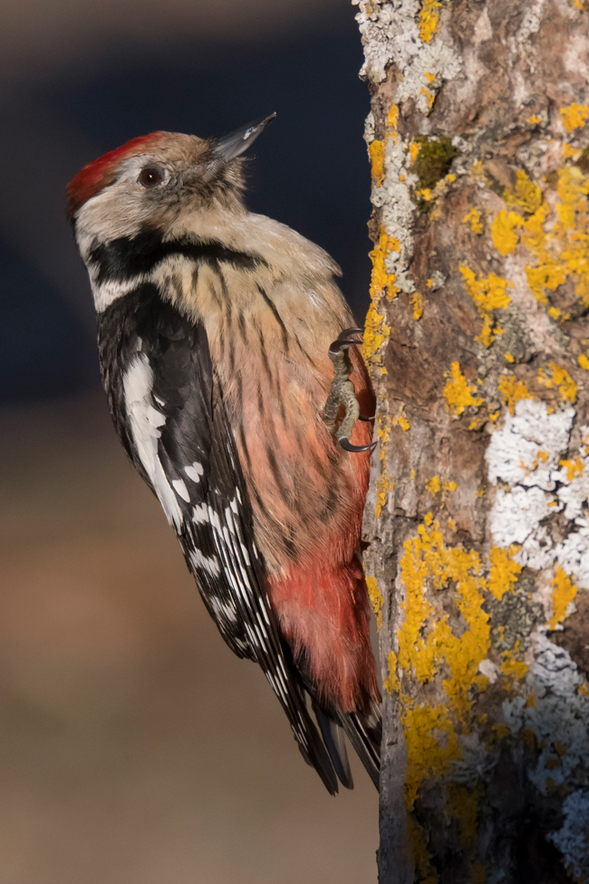 Pico mediano (Leiocopus medius) Javier Valls Cordillera Cantábrica, León, España ene 2022