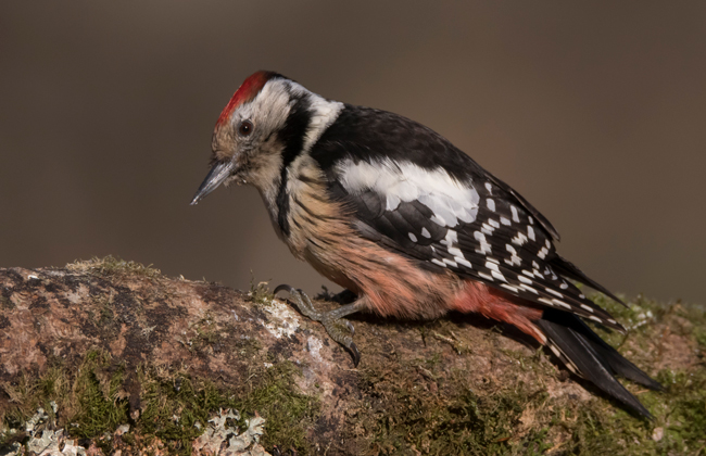 Pico mediano (Leiocopus medius) Javier Valls Cordillera Cantábrica, León, España ene 2022