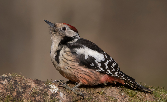 Pico mediano (Leiocopus medius) Javier Valls Cordillera Cantábrica, León, España ene 2022