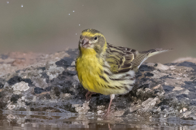 Verdecillo (Serinus serinus) Javier Valls Cantalejo, Segovia, España Mayo 2023