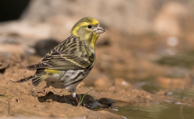 Verdecillo (Serinus serinus) Javier Valls Cantalejo, Segovia, España mayo 2023