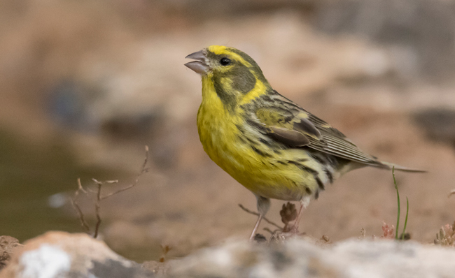 Verdecillo (Serinus serinus) Javier Valls Cantalejo, Segovia, España mayo 2023
