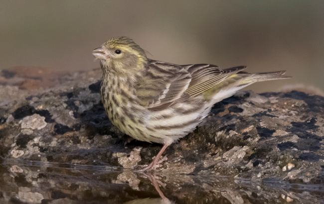 Verdecillo (Serinus serinus) Javier Valls Cantalejo, Segovia, España mayo 2023