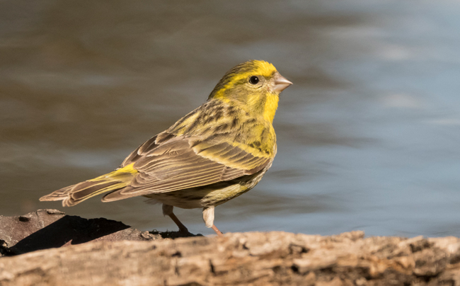 Verdecillo (Serinus serinus) Javier Valls Cantalejo, Segovia, España mayo 2023