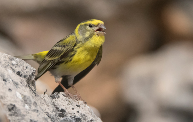 Verdecillo (Serinus serinus) Javier Valls Cantalejo, Segovia, España mayo 2023