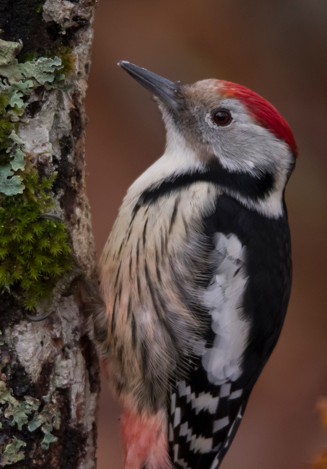 Pico mediano (Leiopicus medius) Javier Valls Cordillera Cantábrica, León, España dic 2022