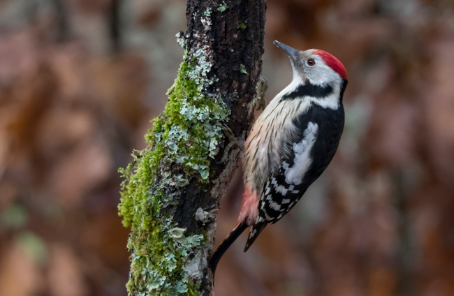 Pico mediano (Leiopicus medius) Javier Valls Cordillera Cantábrica, León, España dic 2022