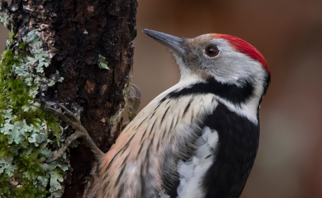 Pico mediano (Leiopicus medius) Javier Valls Cordillera Cantábrica, León, España dic 2022