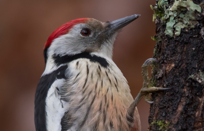 Pico mediano (Leiopicus medius) Javier Valls Cordillera Cantábrica, León, España dic 2022