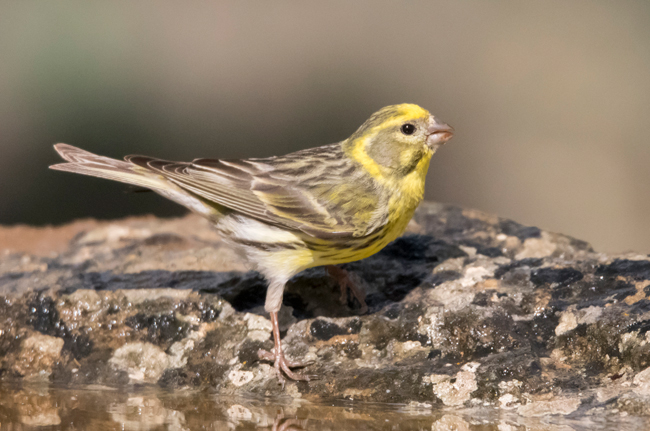 Verdecillo (Serinus serinus) Javier Valls Cantalejo, Segovia, España mayo 2023