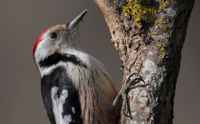 Pico mediano (Leiopicus medius) Javier Valls Cordillera Cantábrica, León, españa feb 2024
