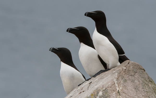 Alca común (Alca torda) Javier Valls Saltee Island, Irlanda mayo 2023